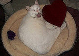Boo Kitty